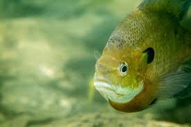 Why identify and protect healthy watersheds? Healthy Waters Healthy Communities