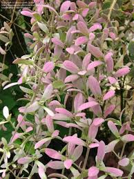 Image result for Congea