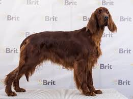 Image result for irský setr