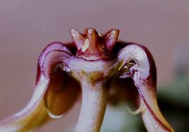 Image result for Huernia procumbens