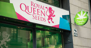 Let others know what you think. Royal Queen Seeds Review 2021 10buds Cannabis Growing Guide
