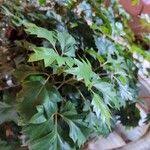 Image result for Rhoicissus rhomboidea