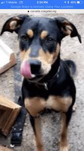 We did not find results for: Rottweiler Puppies For Sale Springfield Or 284058