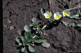 Image result for Ludwigia adscendens