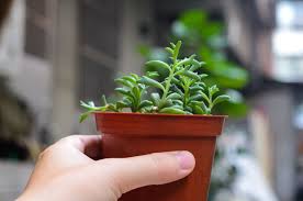 Check spelling or type a new query. Dolphin Succulents Exist And They Re Going To Be The New Snake Plants