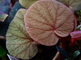 Image result for Selaginella versicolor