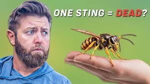 Why we help bats in need and how we do it