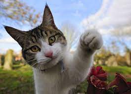 You know how your first instinct is to run for cover when you see that ex you were hoping you wouldn't run into? Afterlife Signs And Messages From Pets In Heaven