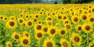 The best sunflower fields near you are practically calling your name! The Prettiest Sunflower Fields To Visit Across The U S Sunflower Field Near Me Sunflower Fields Sunflower Season