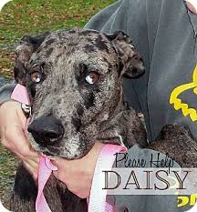 They can get bloat and that can twist the stomach and if not caught in time and taken to a vet for surgery they will die. Mechanicsburg Pa Great Dane Meet Daisy A Pet For Adoption