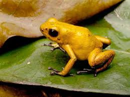 Black And Yellow Frog Australia Poison Dart Frog Pictures National Geographic Poison Frog Poison Dart Frogs Dart Frog