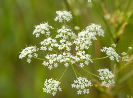 Image result for Pimpinella robynsii