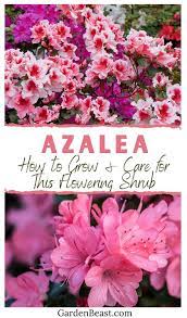 Azalea Guide How To Grow Care For This Flowering Shrub Azaleas Care Azalea Flower Azaleas Landscaping