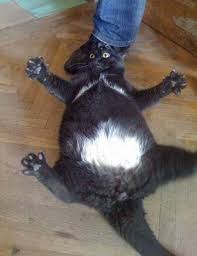 Her Baktiginizda Guldurecek Internet Tarihinin En Garip 41 Kedi Fotografi Cok Sirin Hayvanlar Komik Hayvan Fotograflari Kedi Esprileri