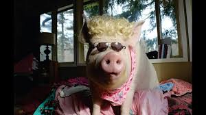 Find great deals on ebay for pet guinea pigs for sale. Family Adopts Micro Pig Then It Grows To 650 Pounds 10tv Com
