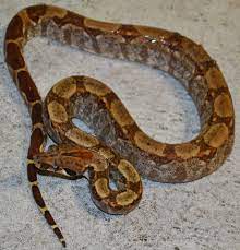 For you and your family, your business and your community. Small Hypo Central American Boas For Sale