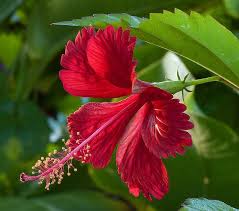 Hibiscus Plant By Robbie S Photo Art Via Flickr Fiori Ibisco Natura