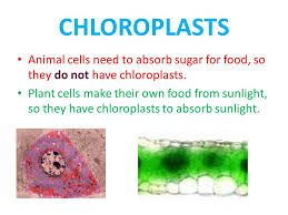 We did not find results for: Plant Vs Animal Cells Although Most Cells Have The Same Basic Stuff There Are Some Differences Between Animal Cells And Plant Cells Ppt Download