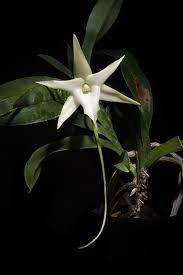 Image result for Angraecum moandense
