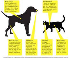 Our canine companions are a member of our family, making a cancer diagnosis extremely devastating. Pet Sick Symptoms Signs Your Dog Or Cat Is Sick