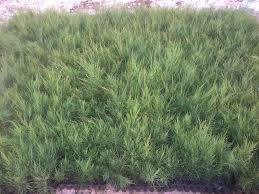 Image result for Casuarina junghuhniana