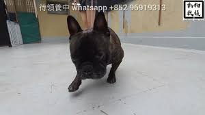 Mr.z 模擬動物 第九彈 1/6 法國鬥牛犬 睡眠狀態 睡覺 老虎狗 牛頭犬 12吋 只剩下 5號 1個 ※不含圖片中的人偶及貓咪，貓咪賣場同步預購中 é ˜é¤Šæ³•åœ‹è€è™Žç‹—french Bulldog Youtube