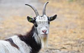 Goats live wild on mountains or are kept on farms to provide milk, meat, wool, etc.: Goat Dream Meaning And Biblical Interpretation