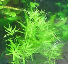 Image result for Heteranthera