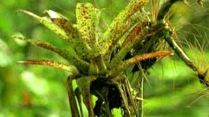 Bbc Two Science Clips Interdependence And Adaptation Bromeliad Plant Science Ks2 Science Plants