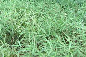 Image result for Melinis minutiflora