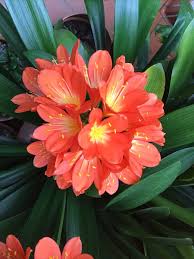 Image result for Clivia miniata