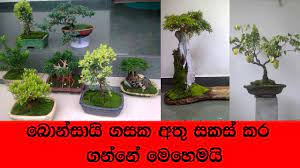 Such as png, jpg, animated gifs, pic art, logo, black and white, transparent, etc. How To Wire A Bonsai Tree Branch In Sinhala Youtube