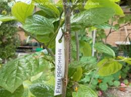 A plant nursery is where they grow plants from seed, using the appropriate fertilizers, watering schedule, light, etc. 20 Creative Diy Plant Labels Markers The Micro Gardener