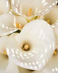 Calla Lilies French Light Myprovenceflowers Calla Lily Lily Calla