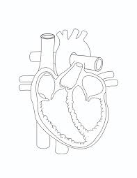 Alaska photography / getty images on the first saturday in march each year, people from all over the. Heart Anatomy Coloring Page Free Printable Coloring Pages