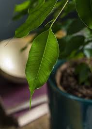 Image result for Ficus benjamina