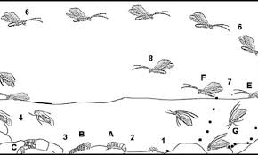 The lifespan of a fly ranges from 15 to 30 days. Caddis Life Cycle And Tactics Blog Vailvalleyanglers Com