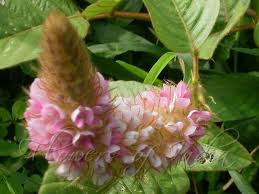 Image result for Uraria