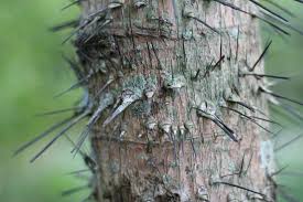 Image result for Aiphanes horrida