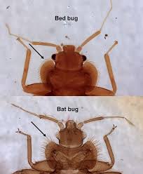 How To Get Rid Of Bed Bugs: Removal And Prevention | Family Handyman