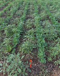 Can you participant our work. Factors To Consider When Multiple Herbicide Resistant Soybean Traits Coexist Cropwatch University Of Nebraska Lincoln