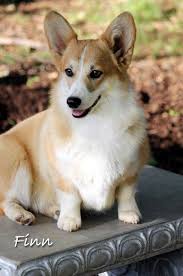 We did the research so you don't have to. Corgi Dogs For Sale In Kansas Petfinder