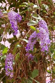 Image result for Petrea volubilis