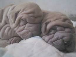 Maybe you would like to learn more about one of these? Chinese Shar Pei Dog Breed Pictures 3