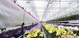 The aalsmeer flower auction in north holland near amsterdam schiphol airport is by far the busiest floral market in the world. Aalsmeer Flower Auction For School Trips To Amsterdam