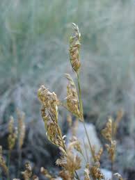Image result for Juncus exsertus