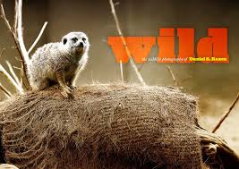 We've come up with the best wildlife coffee table books covering various areas of africa, species of wildlife and styles of photography. Wild The Wildlife Photography Of Daniel S Razon Battlefield Man