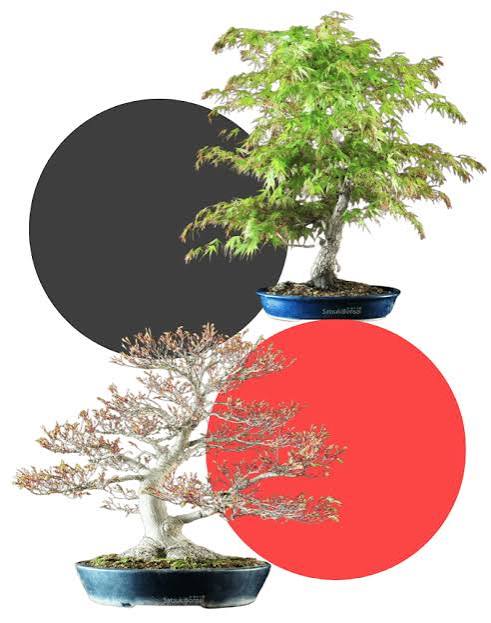 Latifoglie - SatsukiBonsai