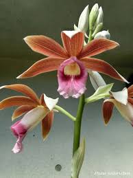 Image result for Phaius