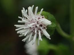 Image result for Adenostemma